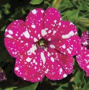 Petunia hybrid 'Headliner Pink Sky'