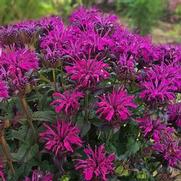 Monarda didyma 'Sugar Buzz Rockin Raspberry'