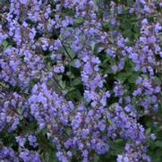 Nepeta faassenii 'Purrsian Blue' Nepeta faassenii 'Purrsian Blue'