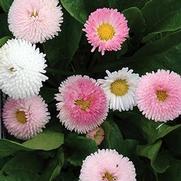 Bellis perennis 'Tasso Strawberries and Cream' Bellis perennis 'Tasso Strawberries and Cream'