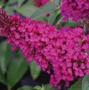 Buddleia davidii 'Buzz Hot Raspberry' Buddleia davidii 'Buzz Hot Raspberry'