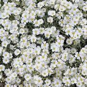 Cerastium tomentosum 'Yo Yo' Cerastium tomentosum 'Yo Yo'
