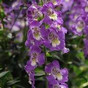 Angelonia angustifolia-hybrid 'Archangel-Purple'