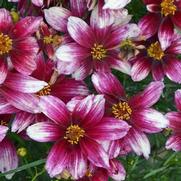 Coreopsis hybrid 'Zesty Zinger'