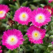 Delosperma hybrid 'Jewel of Desert Amethyst'