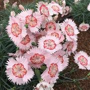 Dianthus hybrid 'American Pie Georgia Peach Pie'