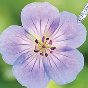 Geranium hybrid 'Azure Rush' Geranium hybrid 'Azure Rush'