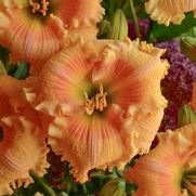 Hemerocallis hybrid 'Rainbow Rhythm Orange Smoothie'