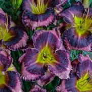 Hemerocallis hybrid 'Rainbow Rhythm Storm Shelter'