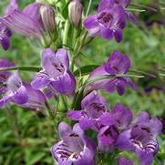Penstemon Mexicali 'Pikes Peak Purple' Penstemon Mexicali 'Pikes Peak Purple'