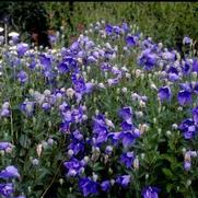 Platycodon grandiflorus 'Mariesii Blue'