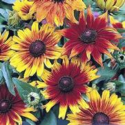 Rudbeckia hirta 'Autumn Colors' Rudbeckia hirta 'Autumn Colors'