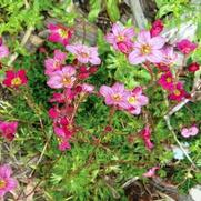 Saxifraga Arendsii 'Purple Robe'