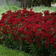 Dianthus barbatus 'Rockin' Red'