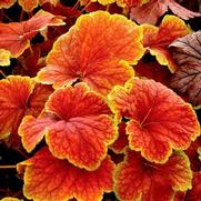 Heuchera hybrid 'Delta Dawn' Heuchera hybrid 'Delta Dawn'