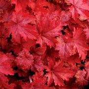 Heuchera hybrid 'Fire Chief'