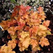 Heuchera hybrid 'Marmalade'