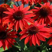 Echinacea purpurea 'Sombrero Sangrita' Echinacea purpurea 'Sombrero Sangrita'
