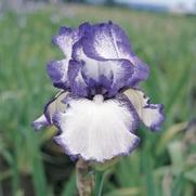 Iris germanica 'Hemstitched' Iris germanica 'Hemstitched'