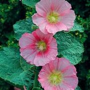 Alcea rosea 'Spotlight Radiant Rose'