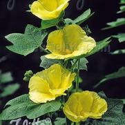 Alcea rosea 'Spotlight Sunshine' Alcea rosea 'Spotlight Sunshine'