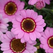 Argyranthemum frutescens 'Grandaisy Pink Halo' Argyranthemum frutescens 'Grandaisy Pink Halo'