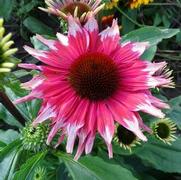 Echinacea purpurea 'Playful Meadow Mama' Echinacea purpurea 'Playful Meadow Mama'