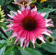 Echinacea purpurea 'Playful Meadow Mama'