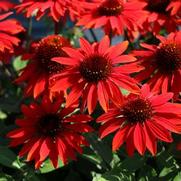 Echinacea purpurea 'Sombrero Sangrita' Echinacea purpurea 'Sombrero Sangrita'