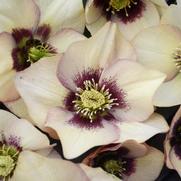 Helleborus 'Sandy Shores' Helleborus 'Sandy Shores'