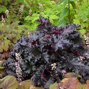 Heuchera hybrid 'Black Taffeta'