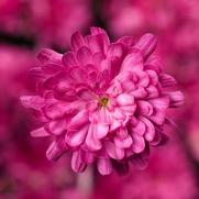 Chrysanthemum Garden Mum 'Jacqueline Pink' Chrysanthemum Garden Mum 'Jacqueline Pink'