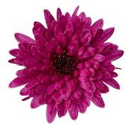 Chrysanthemum Garden Mum 'Morgana Purple' Chrysanthemum Garden Mum 'Morgana Purple'
