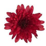 Chrysanthemum Garden Mum 'Morgana Red' Chrysanthemum Garden Mum 'Morgana Red'