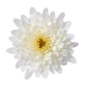 Chrysanthemum Garden Mum 'Morgana White' Chrysanthemum Garden Mum 'Morgana White'