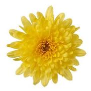 Chrysanthemum Garden Mum 'Morgana Yellow' Chrysanthemum Garden Mum 'Morgana Yellow'