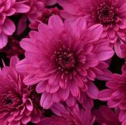 Chrysanthemum Garden Mum 'Paintbox Purple' Chrysanthemum Garden Mum 'Paintbox Purple'