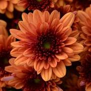 Chrysanthemum Garden Mum 'Pop Eye Orange' Chrysanthemum Garden Mum 'Pop Eye Orange'