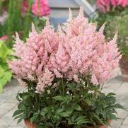 Astilbe hybrid 'Younique Salmon' Astilbe hybrid 'Younique Salmon'