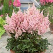 Astilbe hybrid 'Younique Salmon'