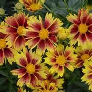 Coreopsis hybrid 'L'il Bang Enchanted Eve'