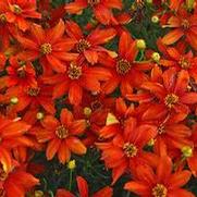 Coreopsis verticillata 'Sizzle & Spice Crazy Cayenne'