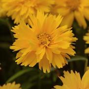 Coreopsis grandiflora 'Double the Sun'