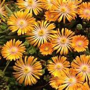 Delosperma hybrid 'Orange Crush'