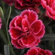 Dianthus hybrid 'Everlast Burgundy Blush' Dianthus hybrid 'Everlast Burgundy Blush'