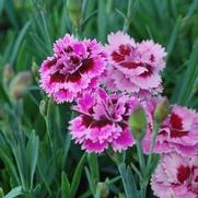 Dianthus hybrid 'Everlast Lilac Eye' Dianthus hybrid 'Everlast Lilac Eye'