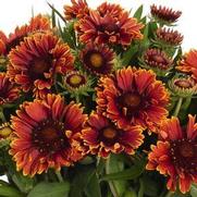 Gaillardia grandiflora 'Spin Top Yellow Touch'