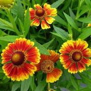 Helenium autumnale 'Salud Embers' Helenium autumnale 'Salud Embers'