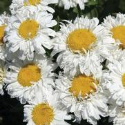 Leucanthemum superbum 'Freak!' Leucanthemum superbum 'Freak!'