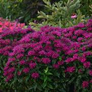 Monarda didyma 'Sugar Buzz Grape Gumball'